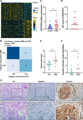 Heterogeneity and potential therapeutic insights for triple-negative breast cancer based on metabolic‐associated molecular subtypes and genomic mutations